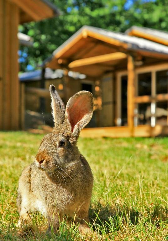 Albirondack Camping Lodge & Spa Номер фото